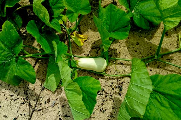 Butternut Squash