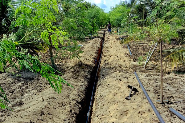 Crop irrigation system