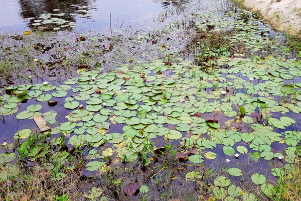 Thona waterways